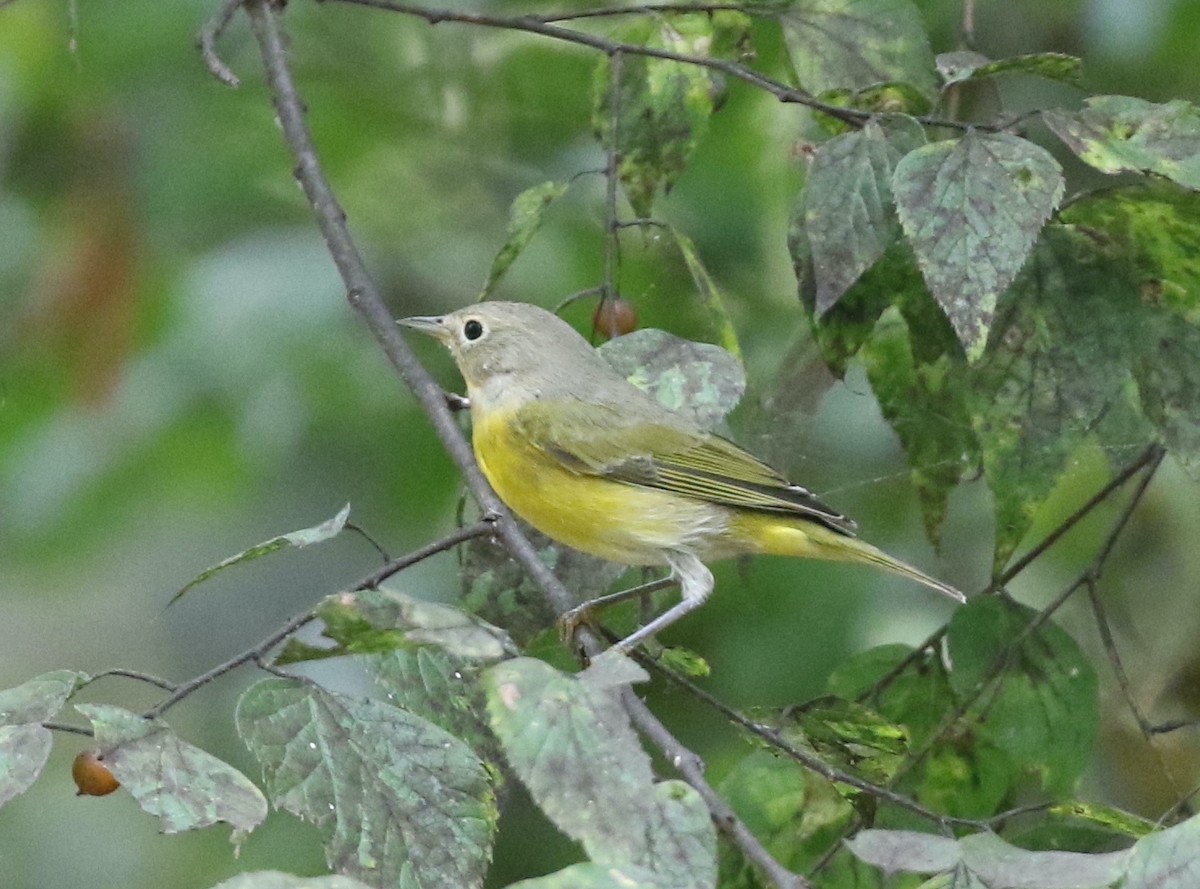 Nashville Warbler - ML641971677