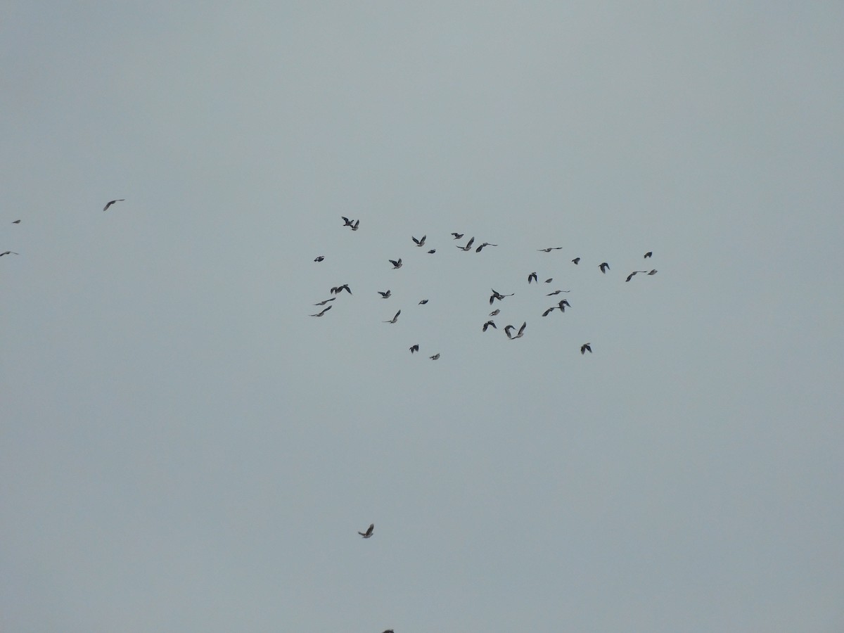 印度鵲椋鳥 - ML641971681