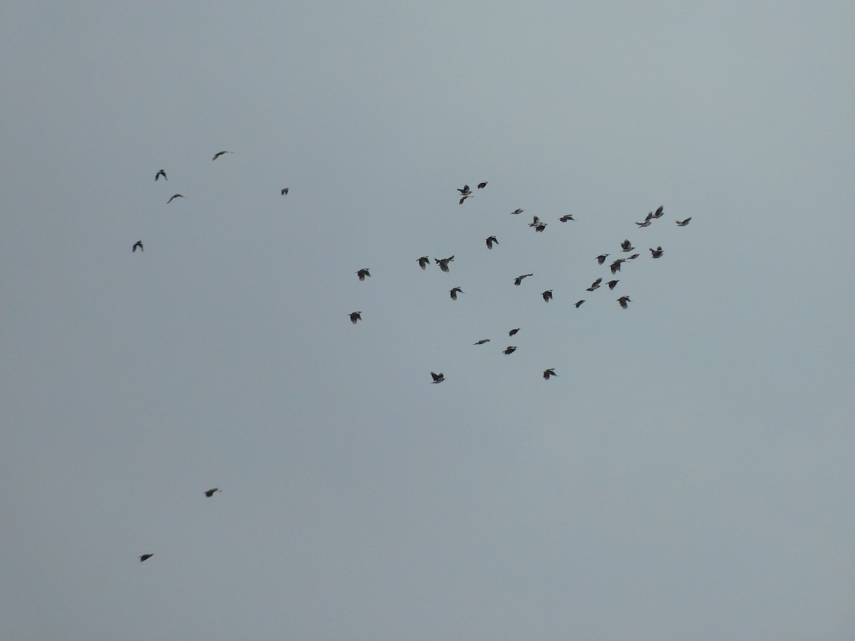 印度鵲椋鳥 - ML641971682