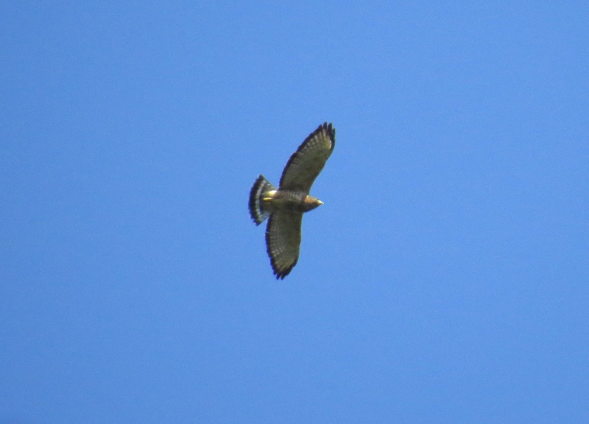 Broad-winged Hawk - ML641971684