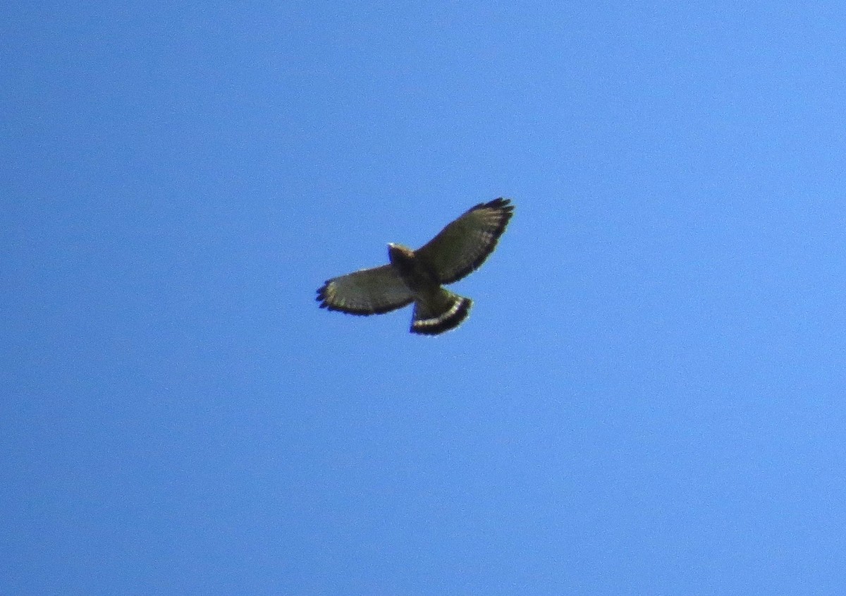 Broad-winged Hawk - ML641971687