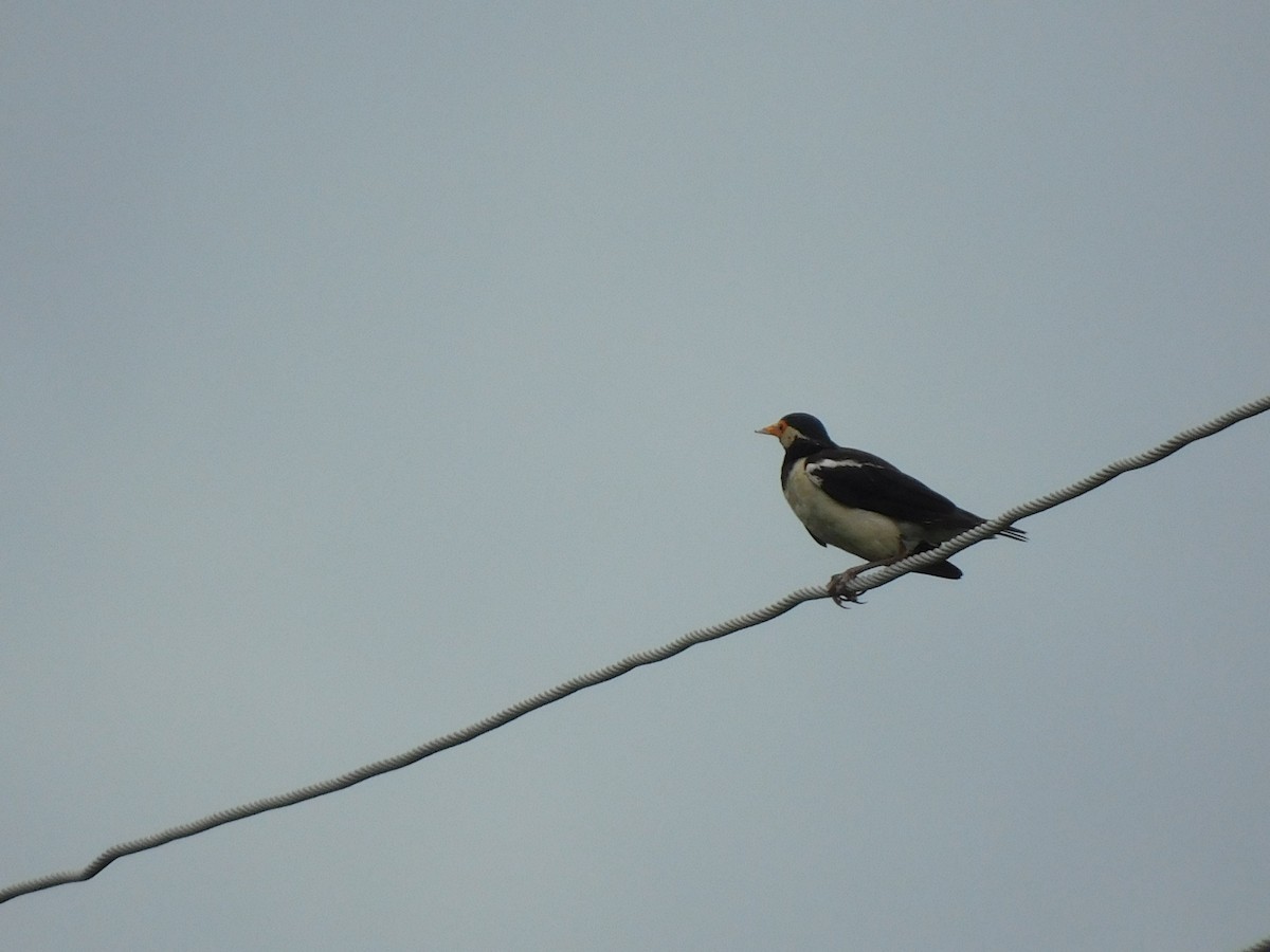 印度鵲椋鳥 - ML641971688