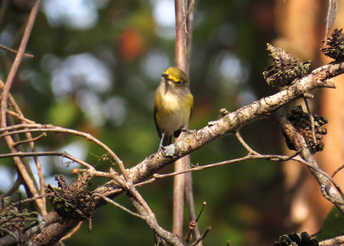 Weißaugenvireo - ML641971694