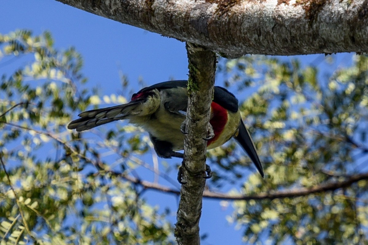 Black-necked Aracari - ML641971708