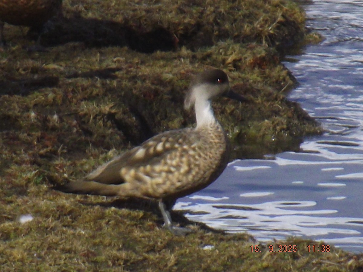 Crested Duck - ML641971738
