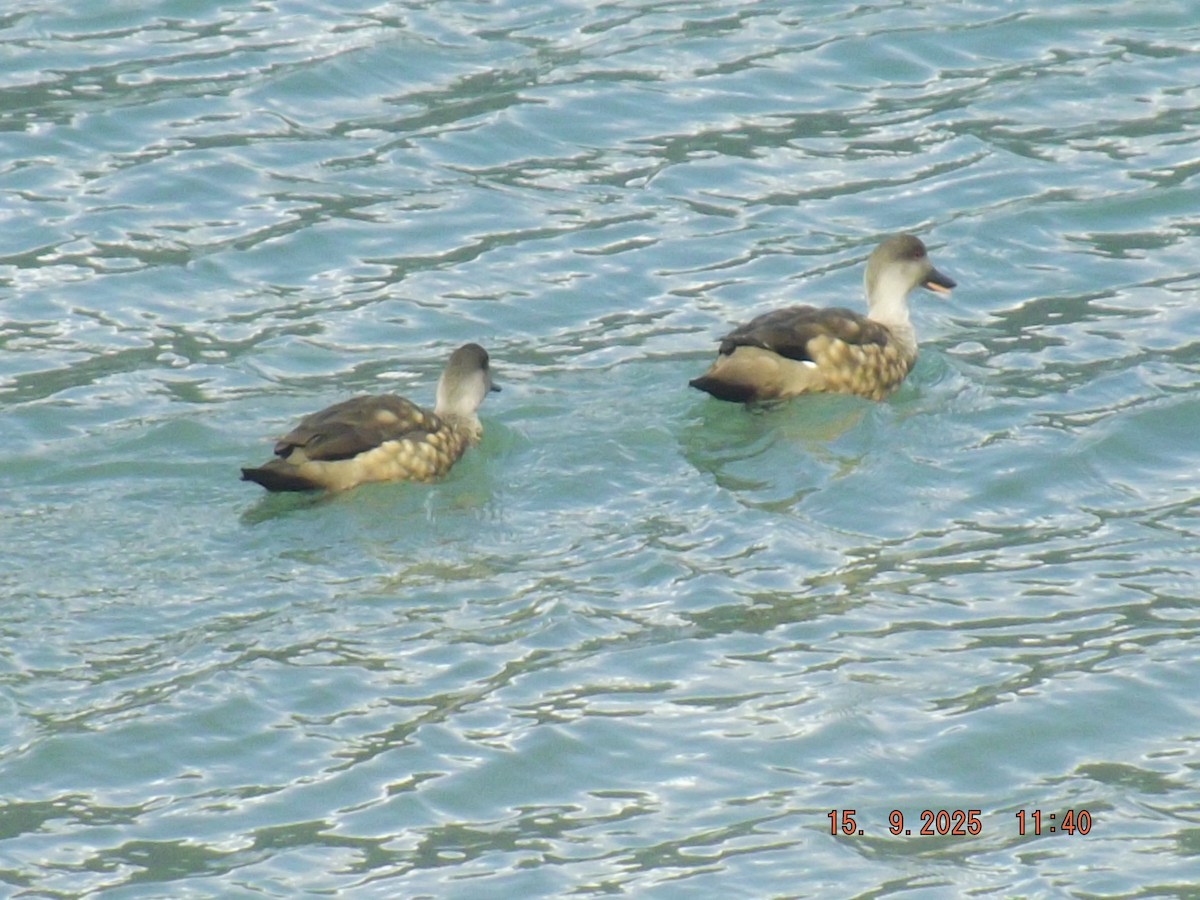 Crested Duck - ML641971740