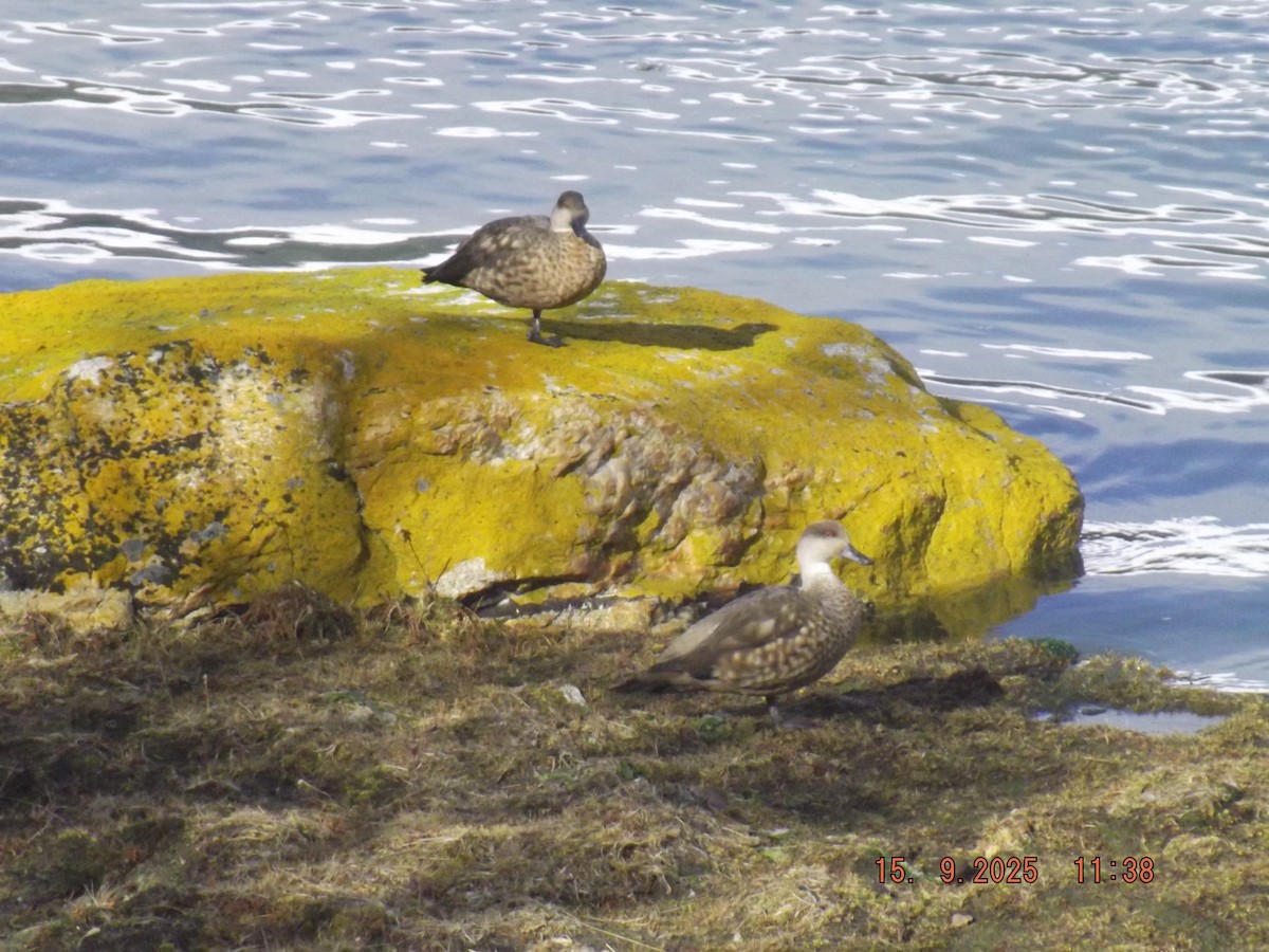 Crested Duck - ML641971741