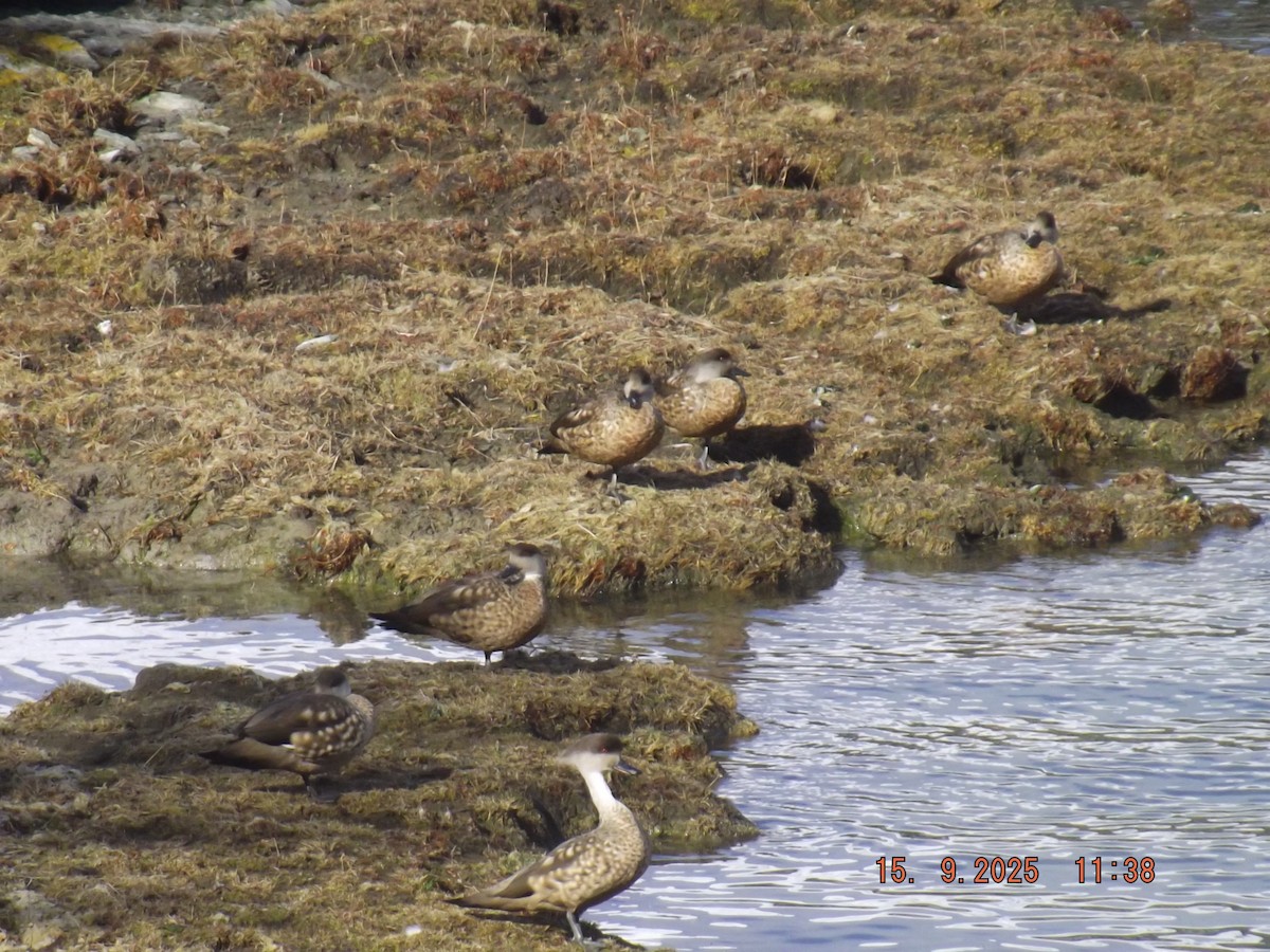 Crested Duck - ML641971742