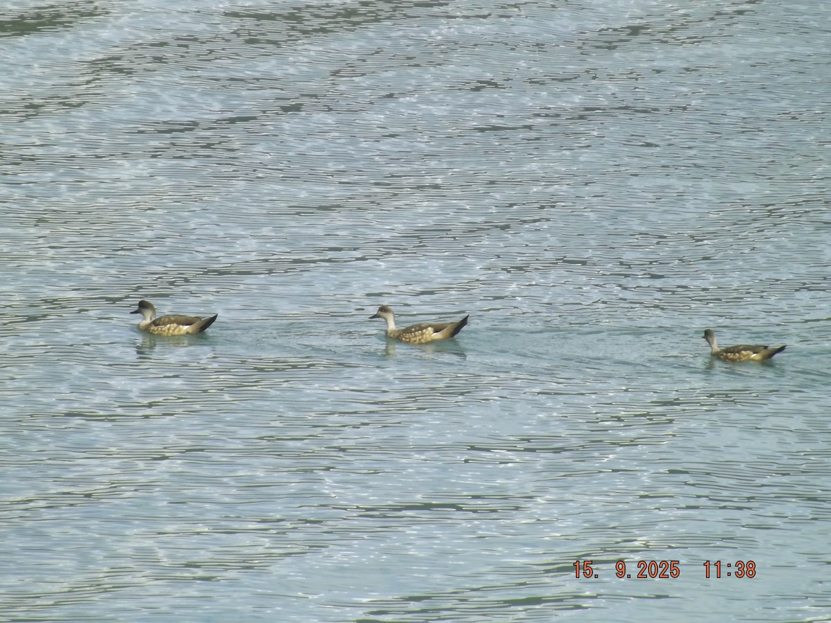 Crested Duck - ML641971743