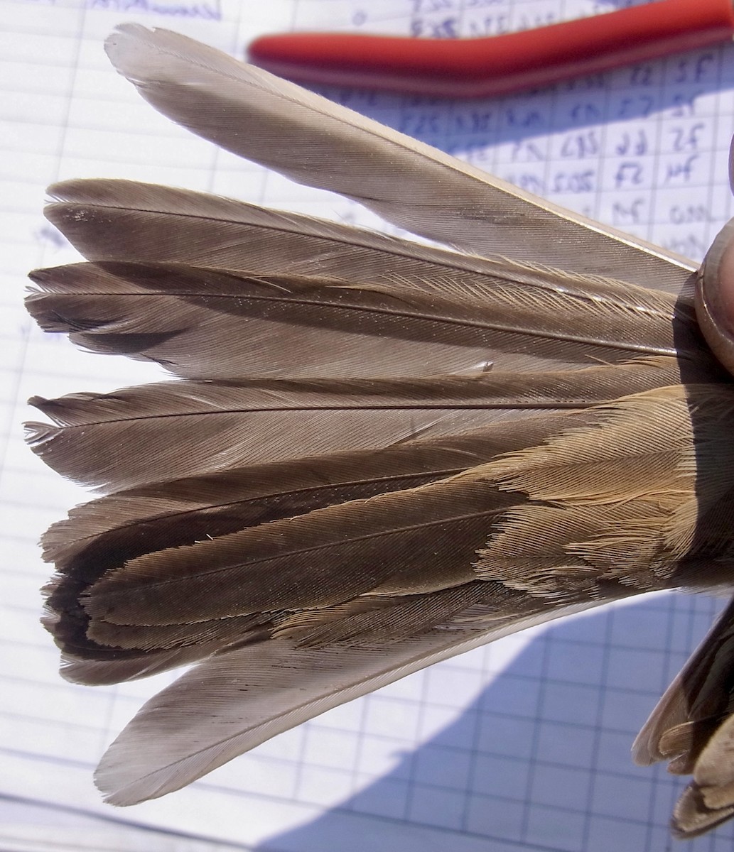 Buffy Pipit - ML641971774