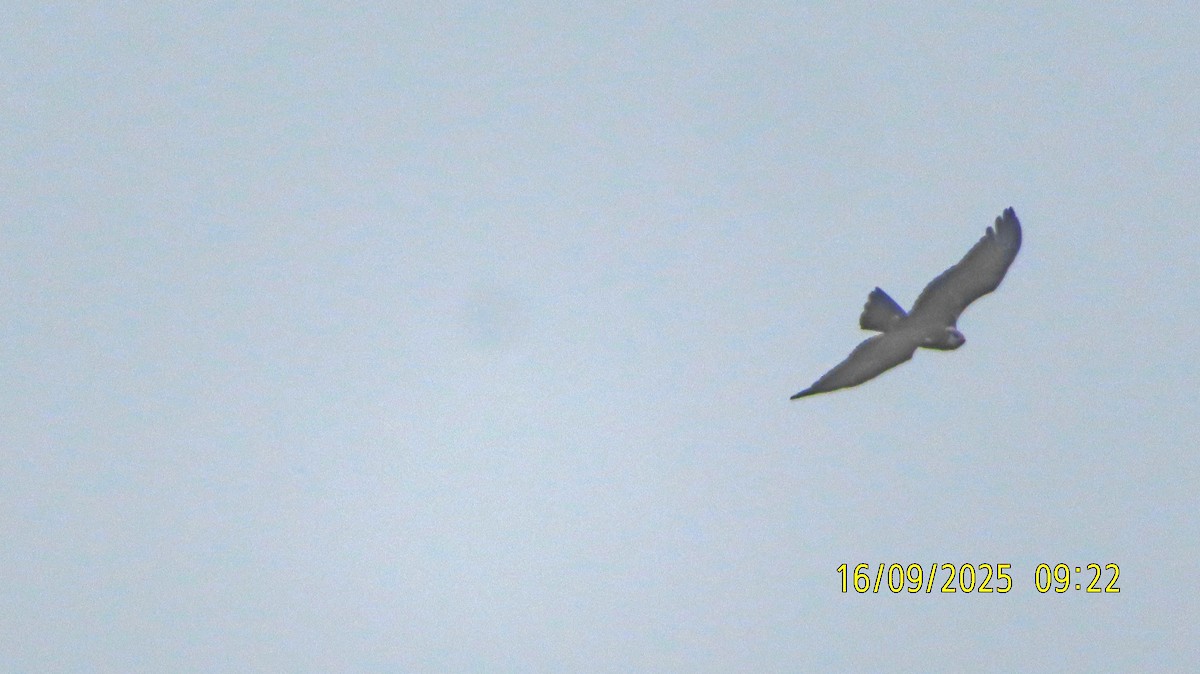 Western Marsh Harrier - ML641971779