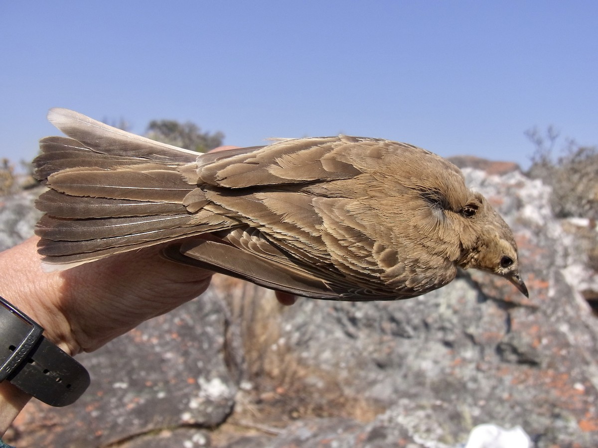 Buffy Pipit - ML641971787