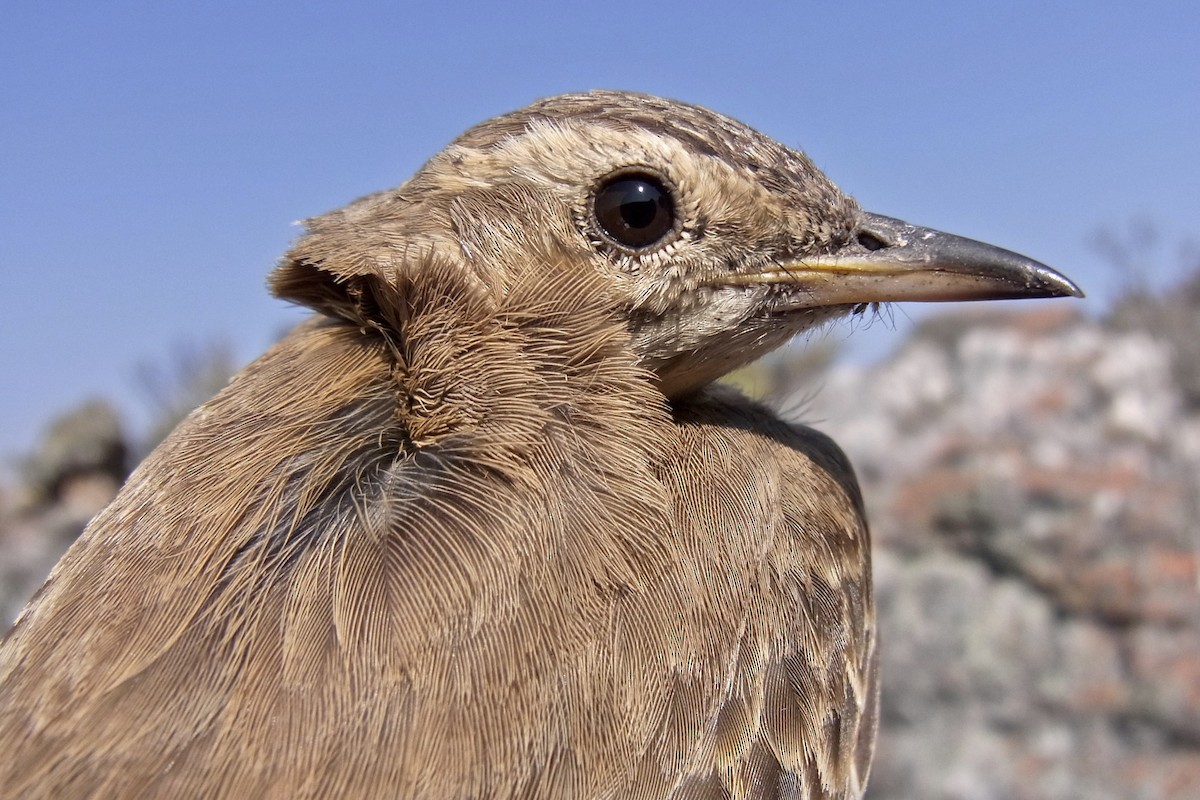 Buffy Pipit - ML641971792