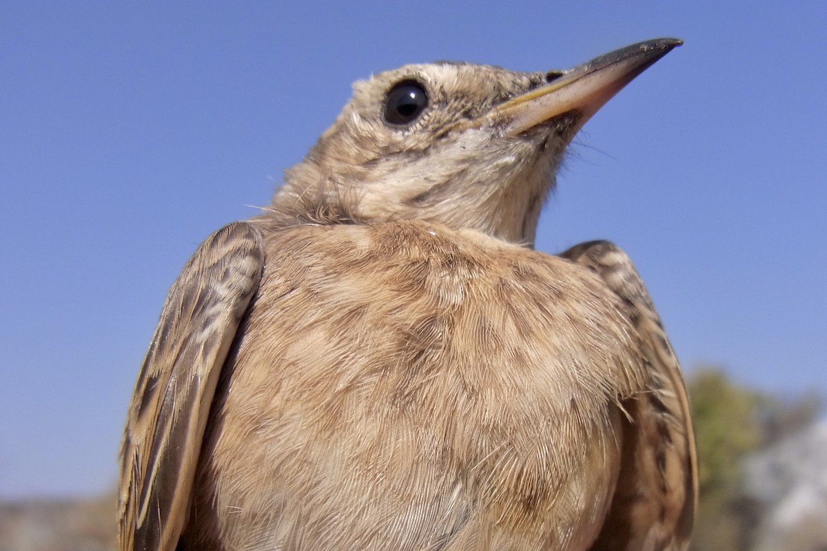 Buffy Pipit - ML641971795