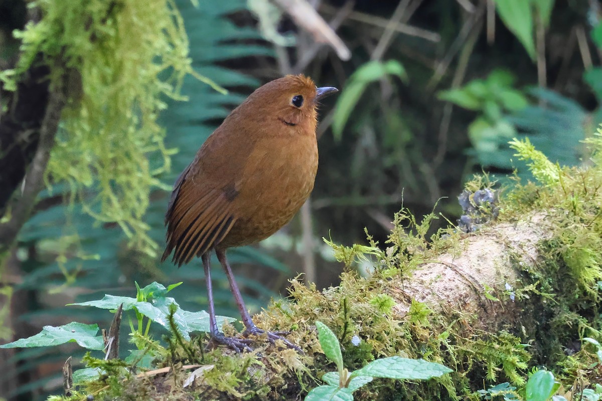 Equatorial Antpitta - ML641971816
