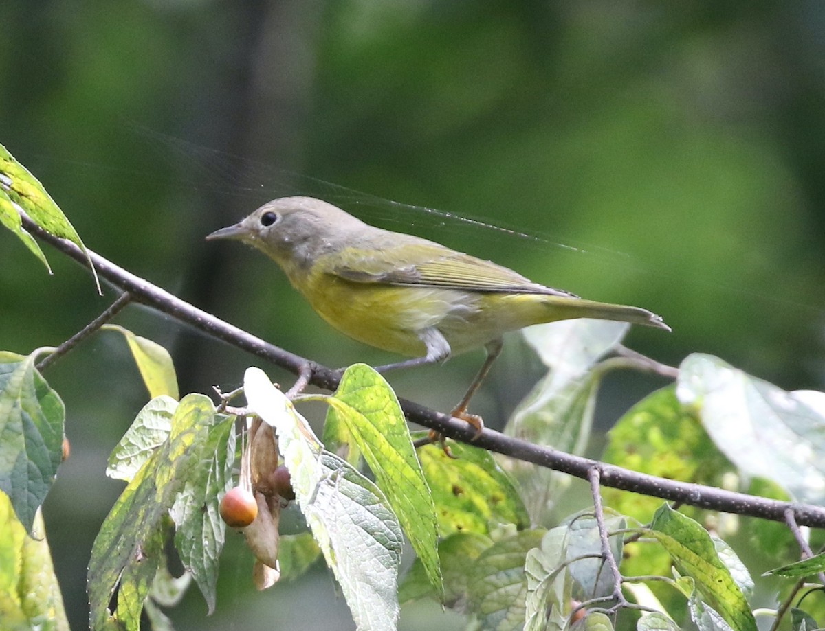 Nashville Warbler - ML641971818