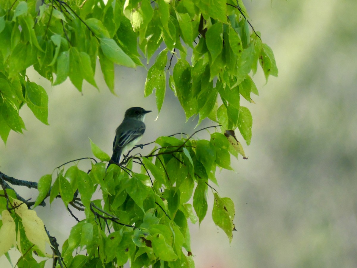 Eastern Phoebe - ML641971834