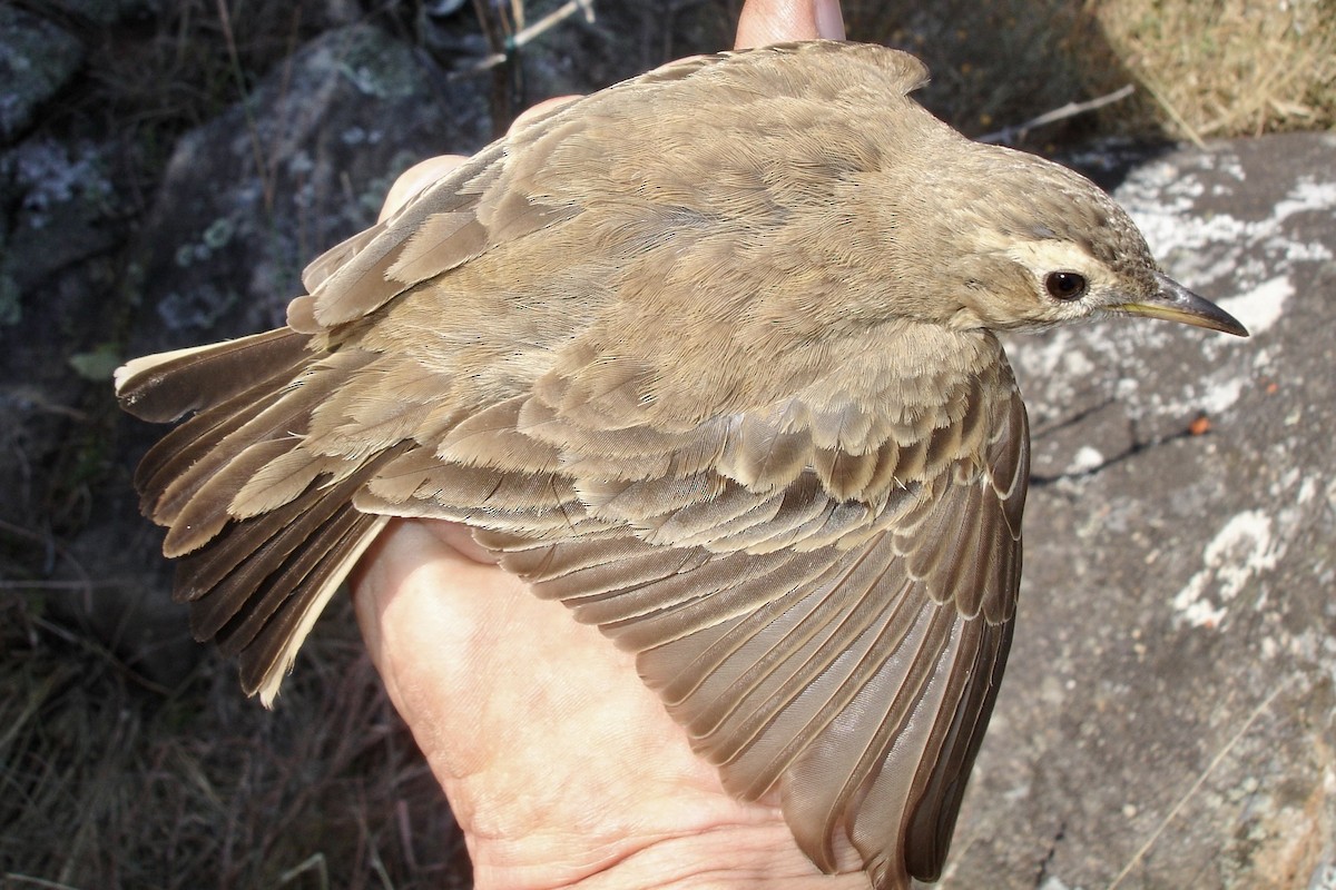 Buffy Pipit - ML641971835
