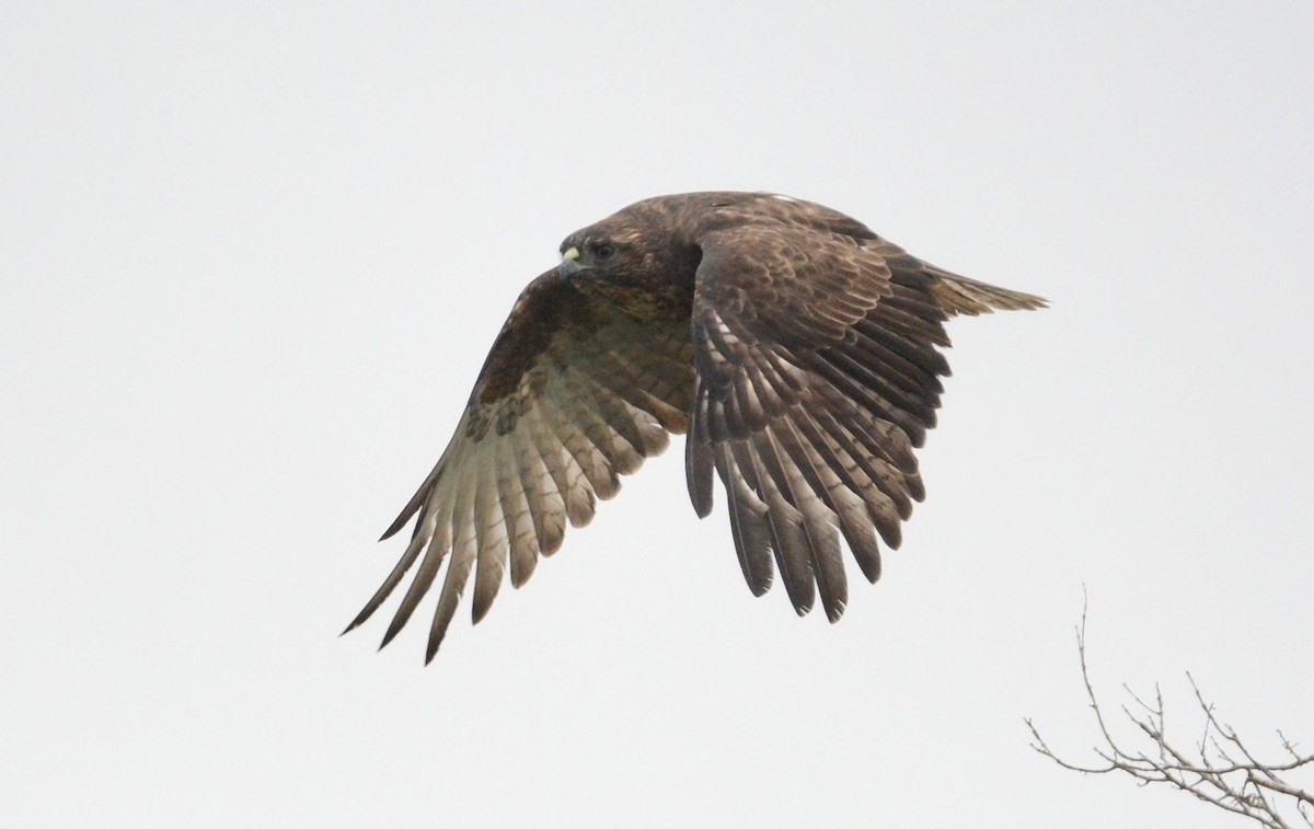 Hawaiian Hawk - ML641971842