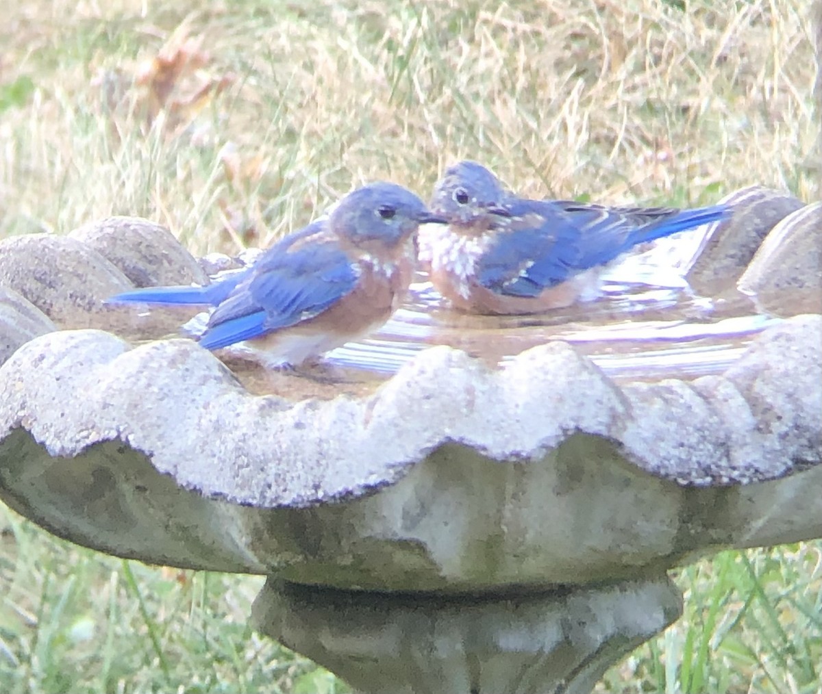 Eastern Bluebird - ML641971855