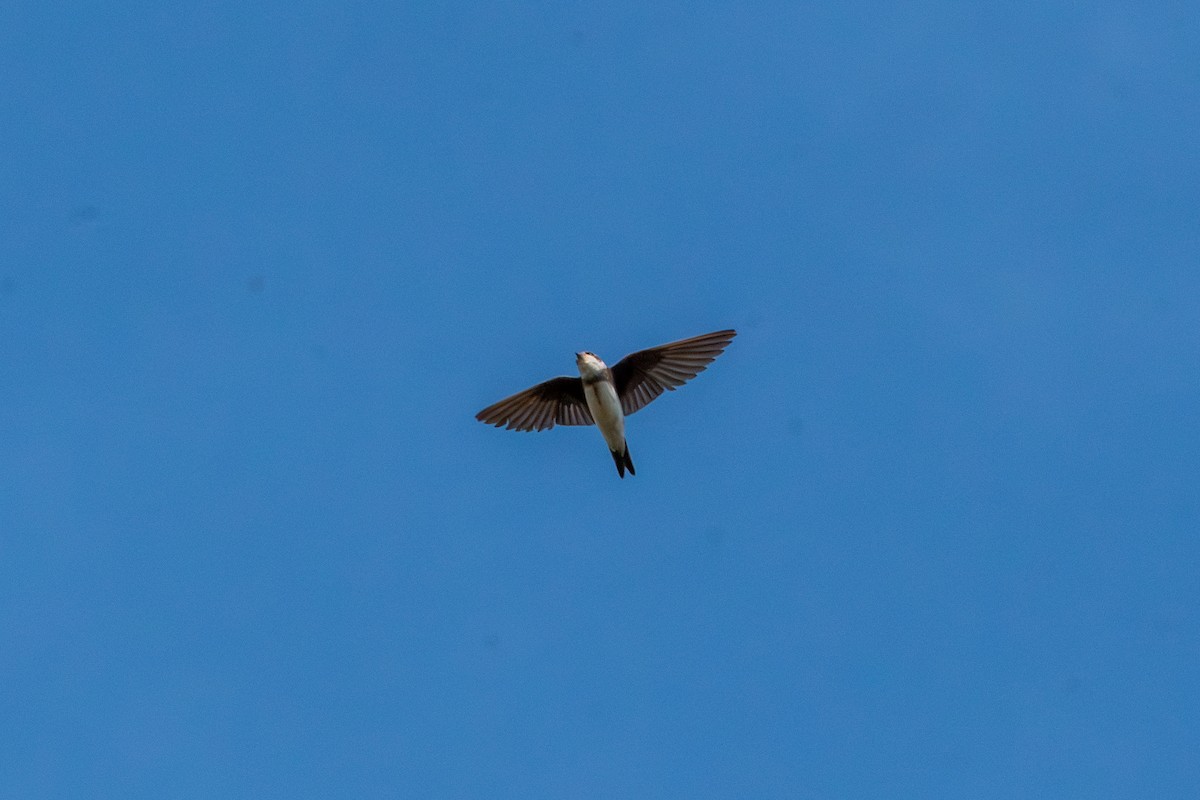 Bank Swallow - ML641971859