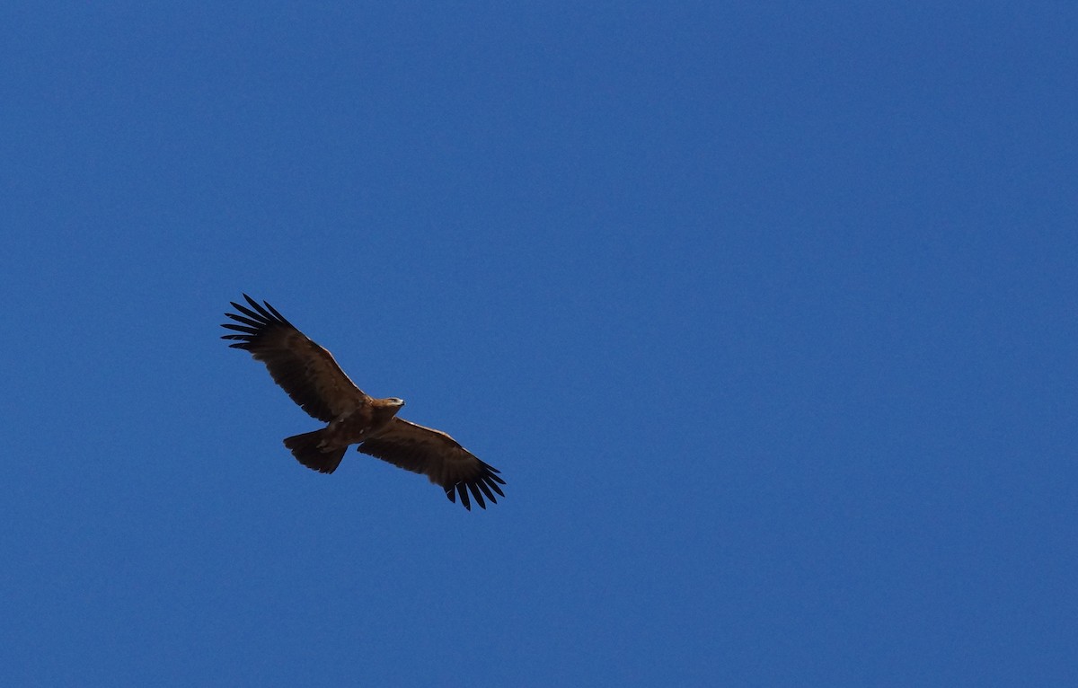 Tawny Eagle - ML641971865