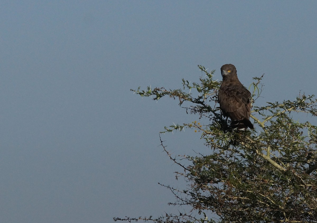 Brown Snake-Eagle - ML641971886
