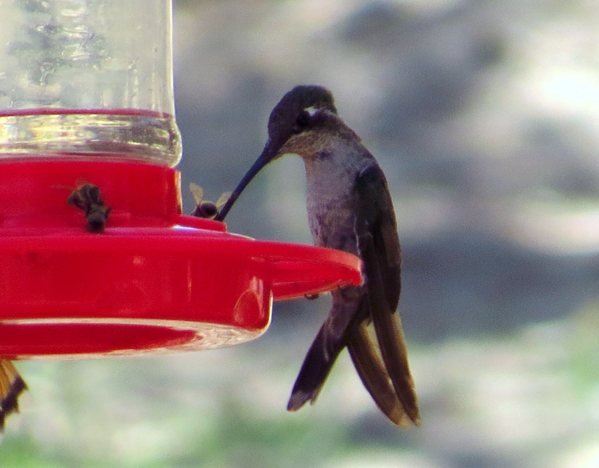 Rivoli's Hummingbird - ML641971895
