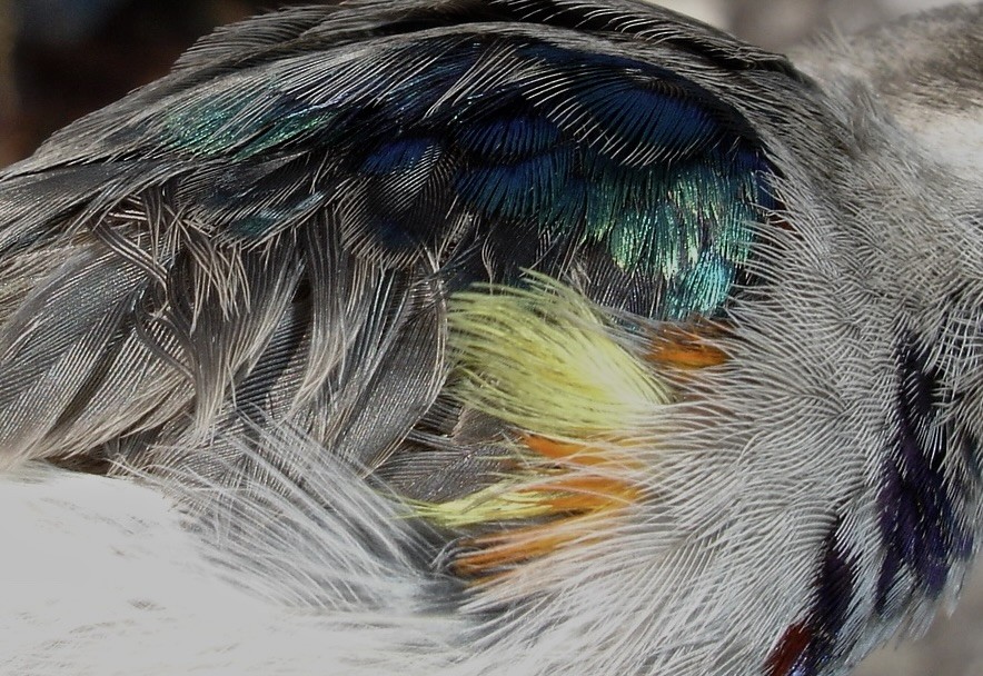 Oustalet's Sunbird (Angola) - ML641971903