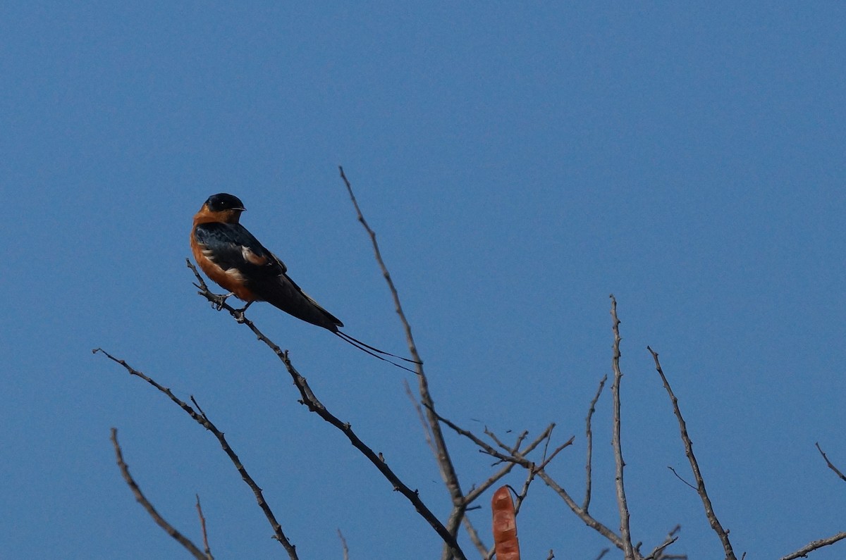 Rufous-chested Swallow - ML641971915