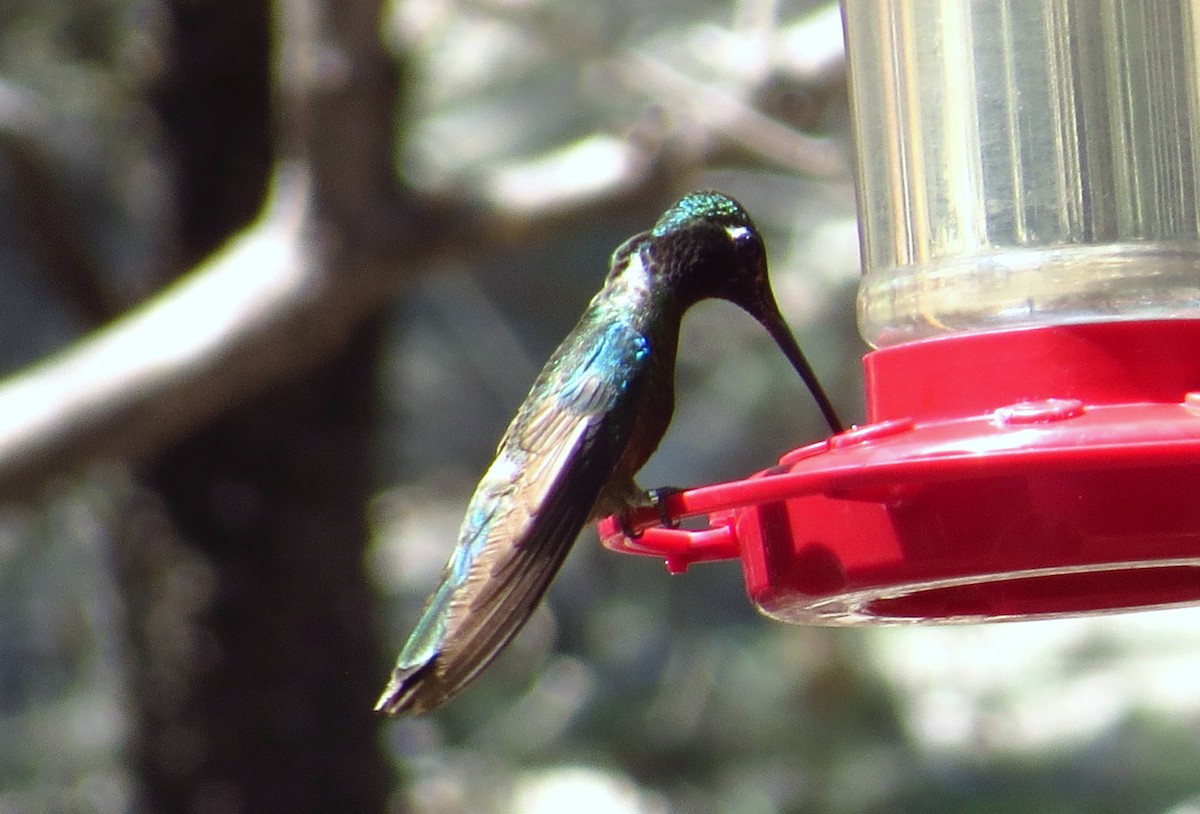 Rivoli's Hummingbird - ML641971916