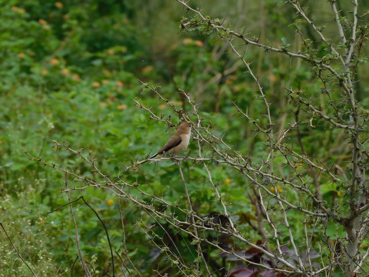 Indian Silverbill - ML641971920