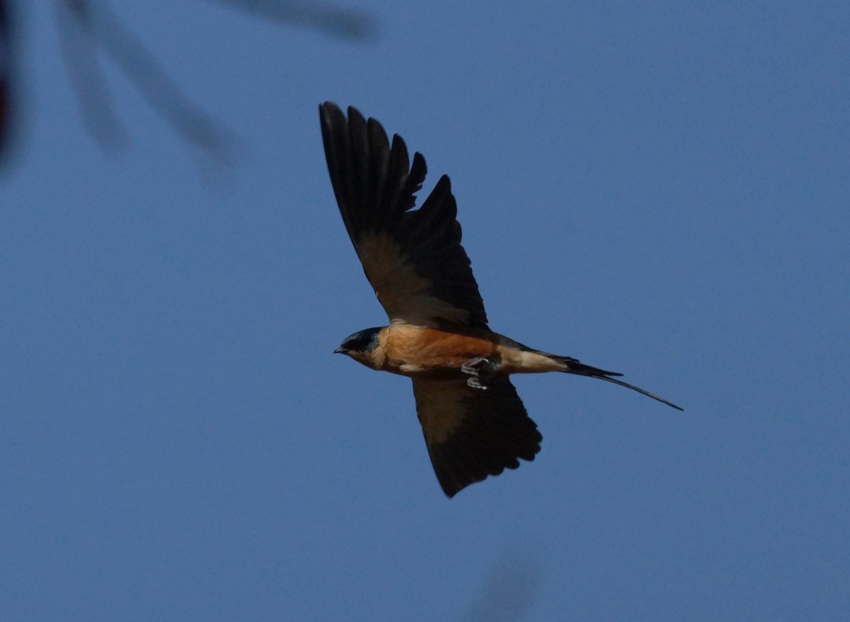 Rufous-chested Swallow - ML641971924