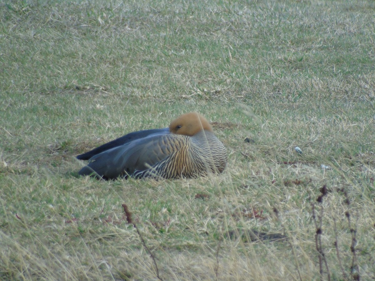 Upland Goose - ML641971939