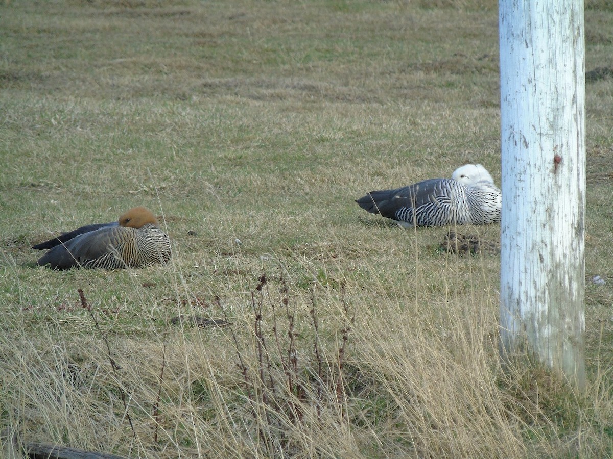 Upland Goose - ML641971940
