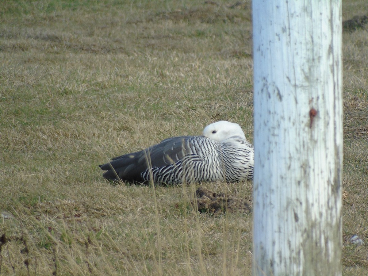 Upland Goose - ML641971941