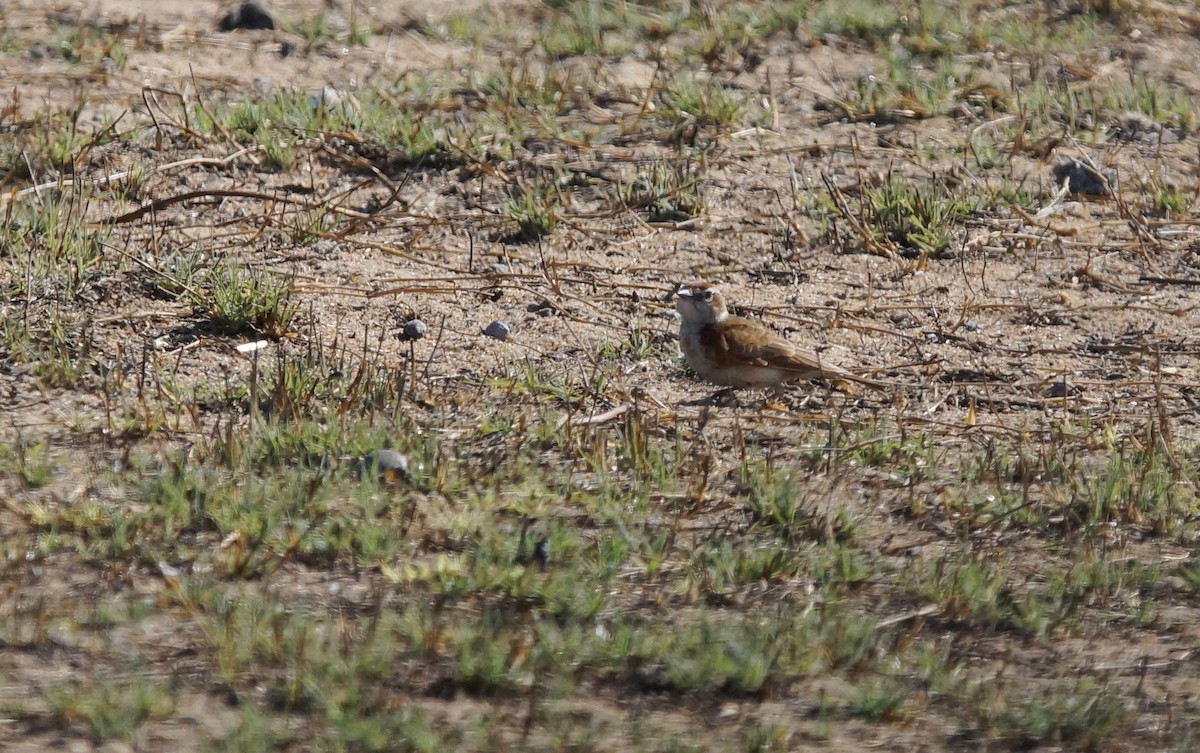 Red-capped Lark - ML641971946