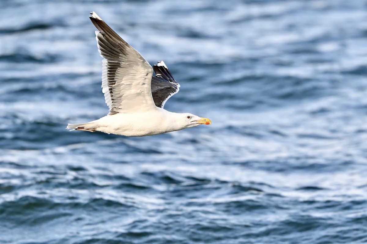 Great Black-backed Gull - ML641971947