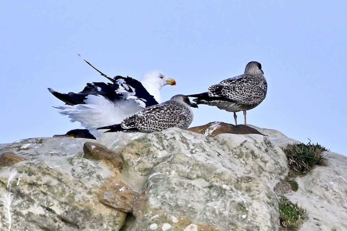 Great Black-backed Gull - ML641971948