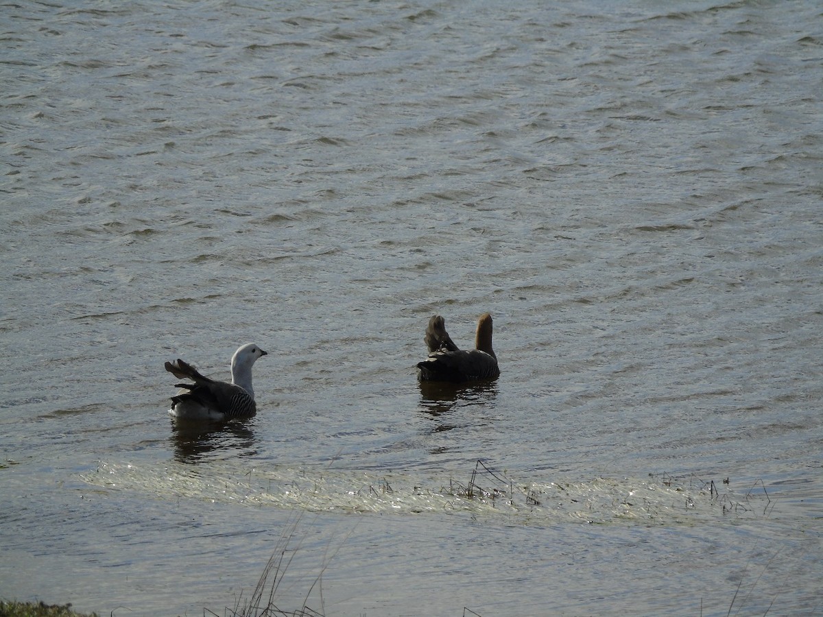 Upland Goose - ML641971949
