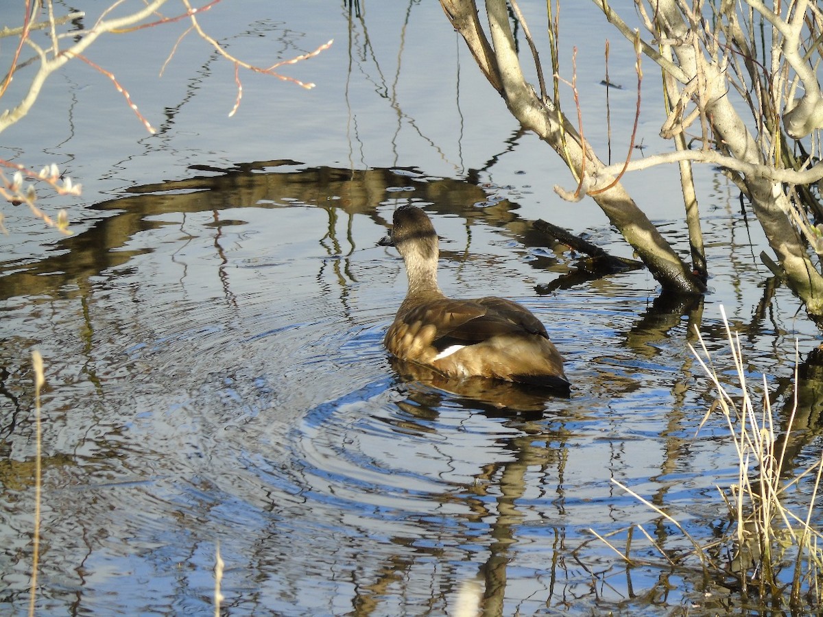 Crested Duck - ML641971958
