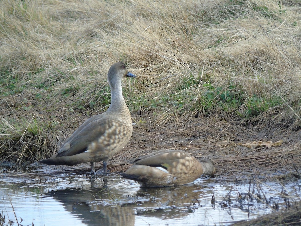 Crested Duck - ML641971959