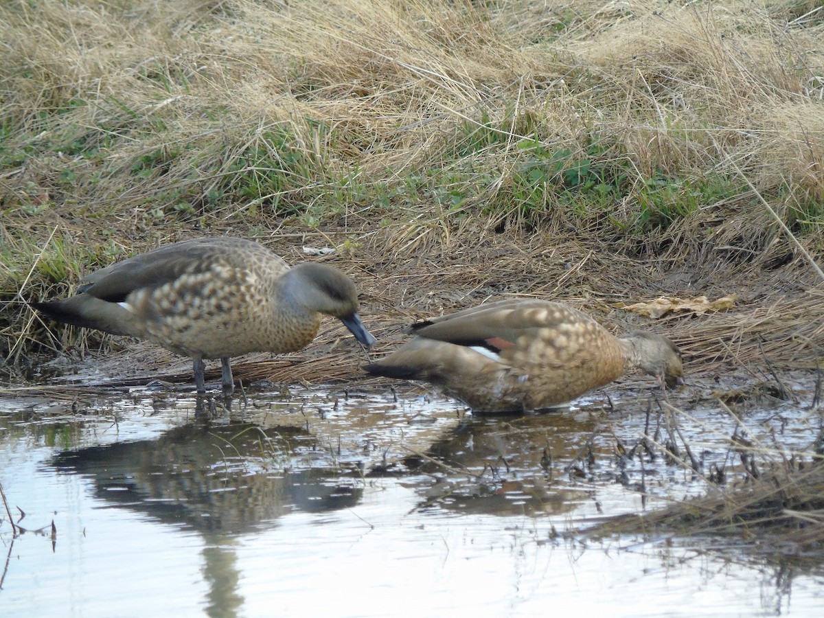 Crested Duck - ML641971960