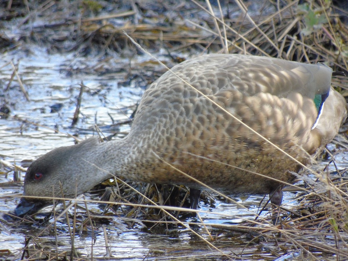 Crested Duck - ML641971961