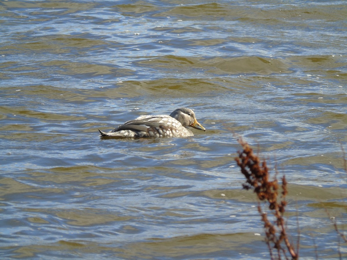 Crested Duck - ML641971963