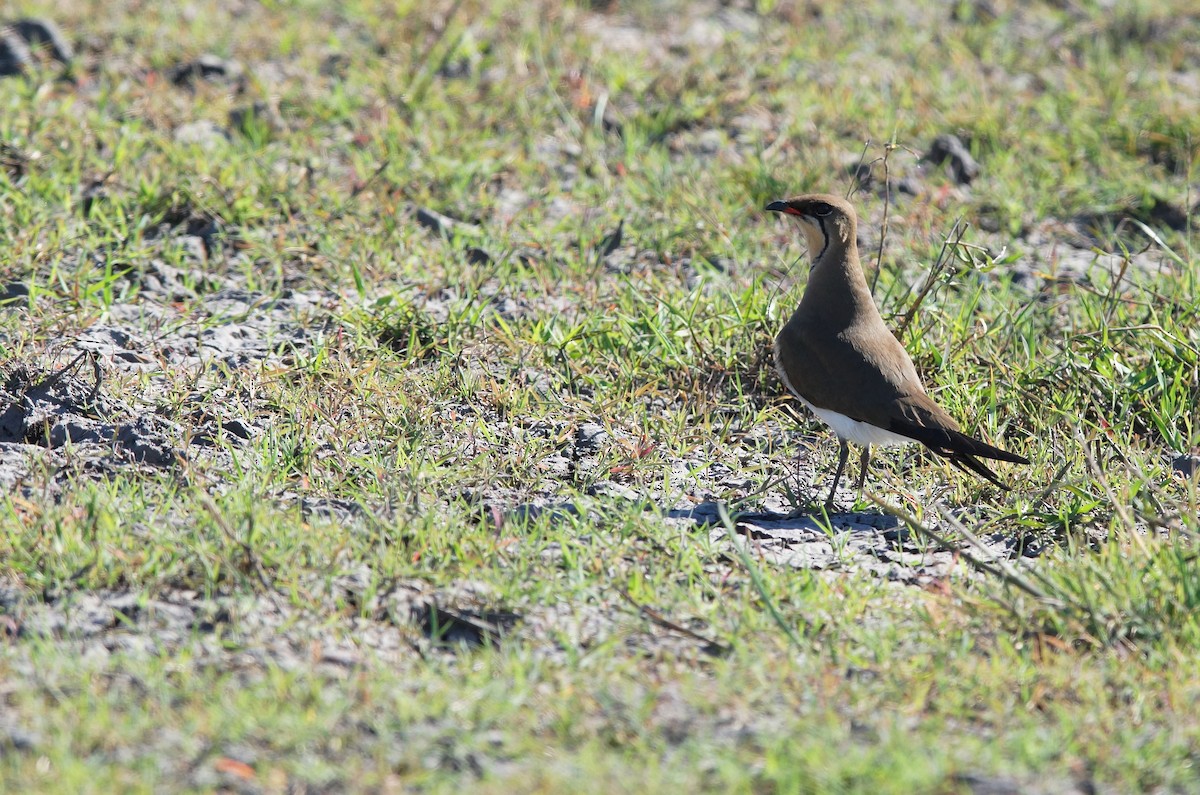 Collared Pratincole - ML641971965