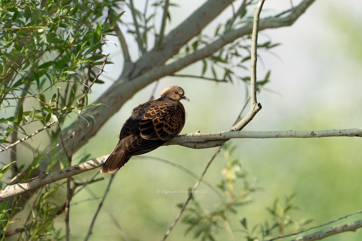 Oriental Turtle-Dove - ML641971966