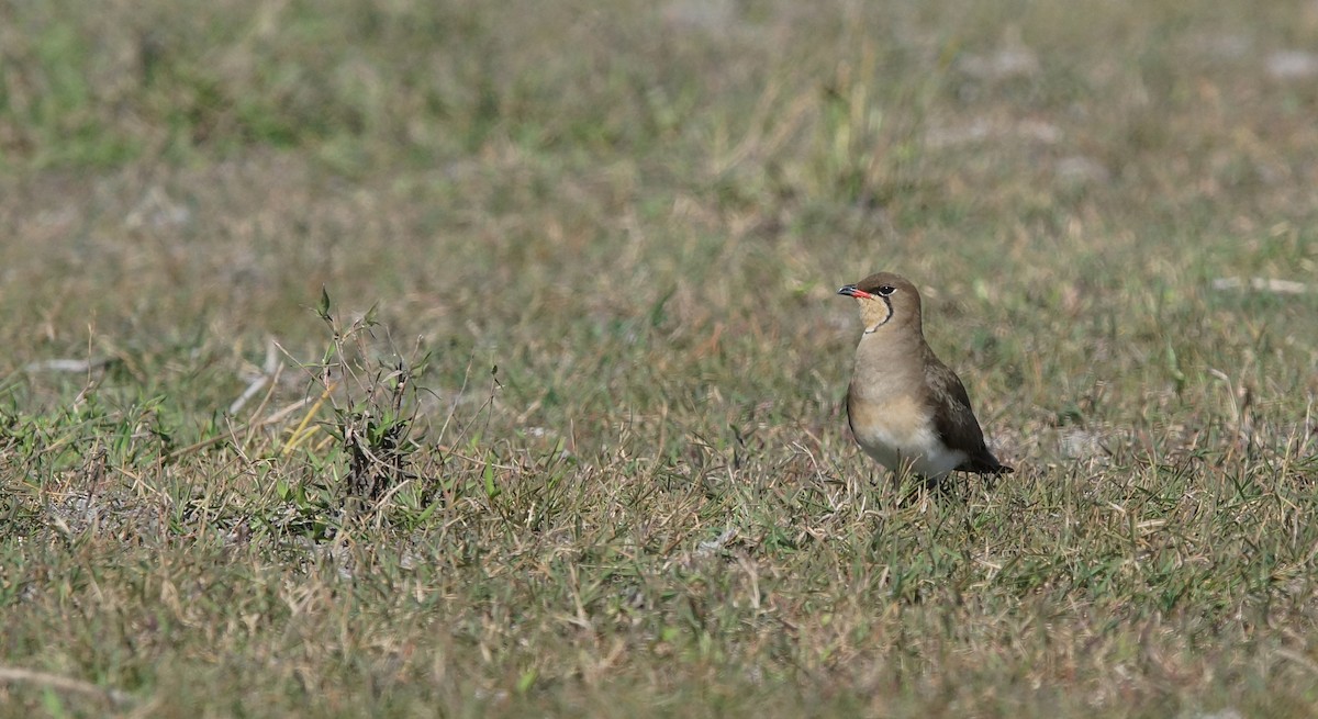 Collared Pratincole - ML641971970
