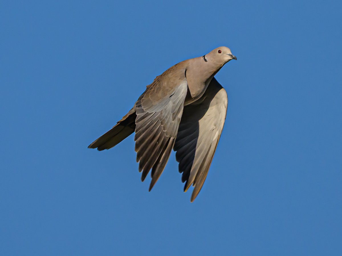 Eurasian Collared-Dove - ML641971977