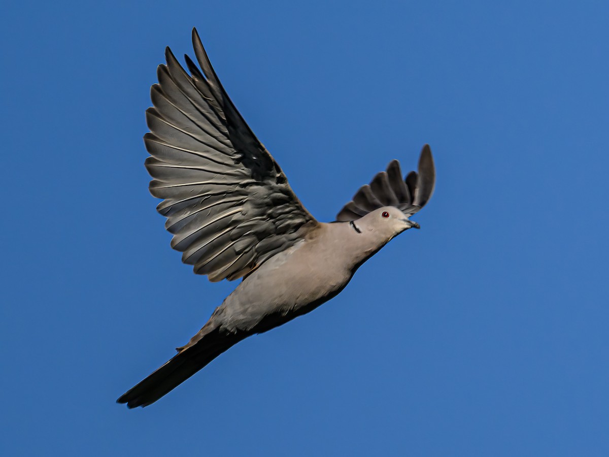 Eurasian Collared-Dove - ML641971978